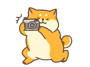 写真を撮っている猫